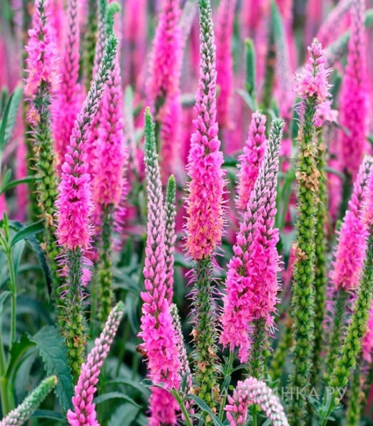 Вероника колосковая Анниверсари Нью Роуз