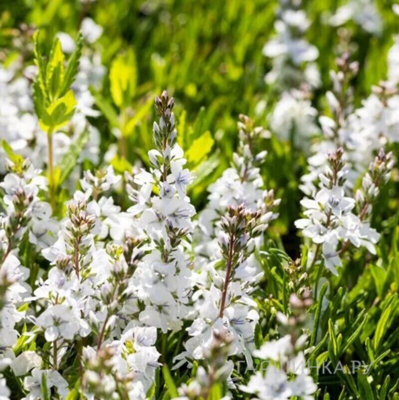 Вероника простертая Альба