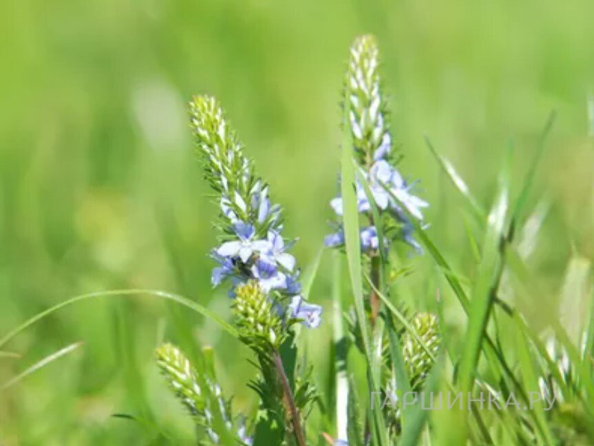 Вероника простертая Нестор