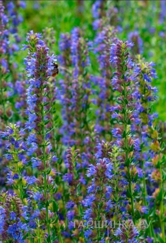 Иссоп лекарственный