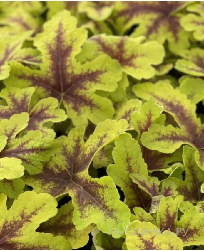 Гейхерелла Кейт Харинг