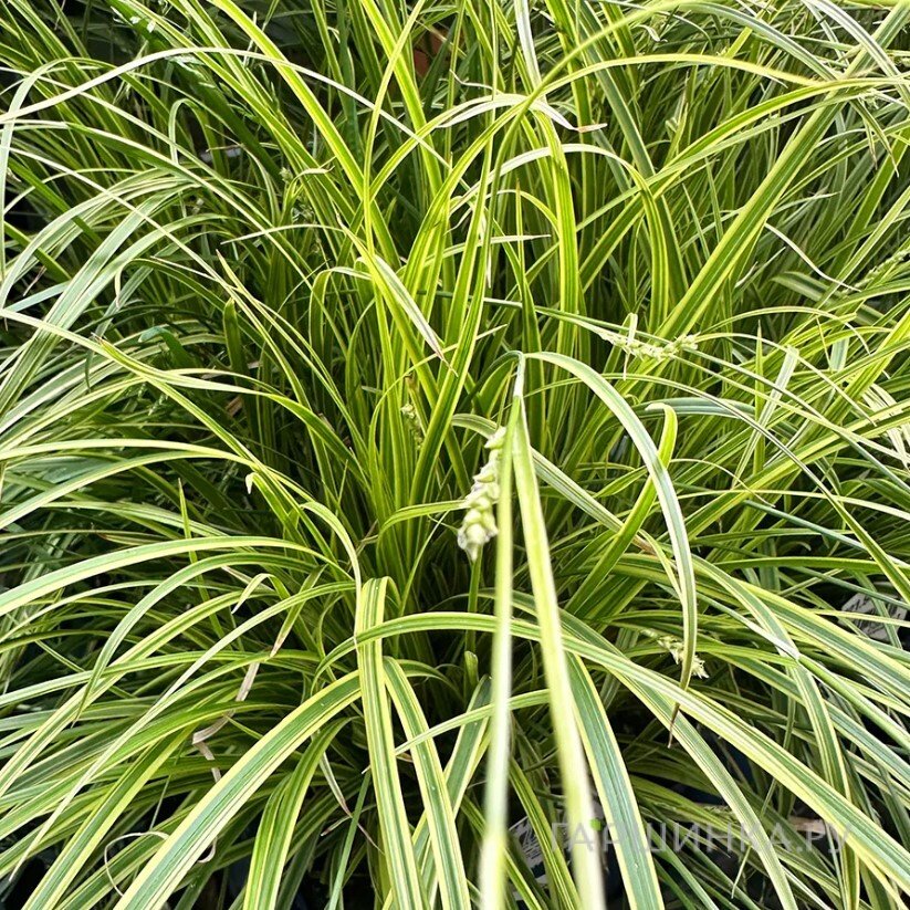 Осока Эверест охименская