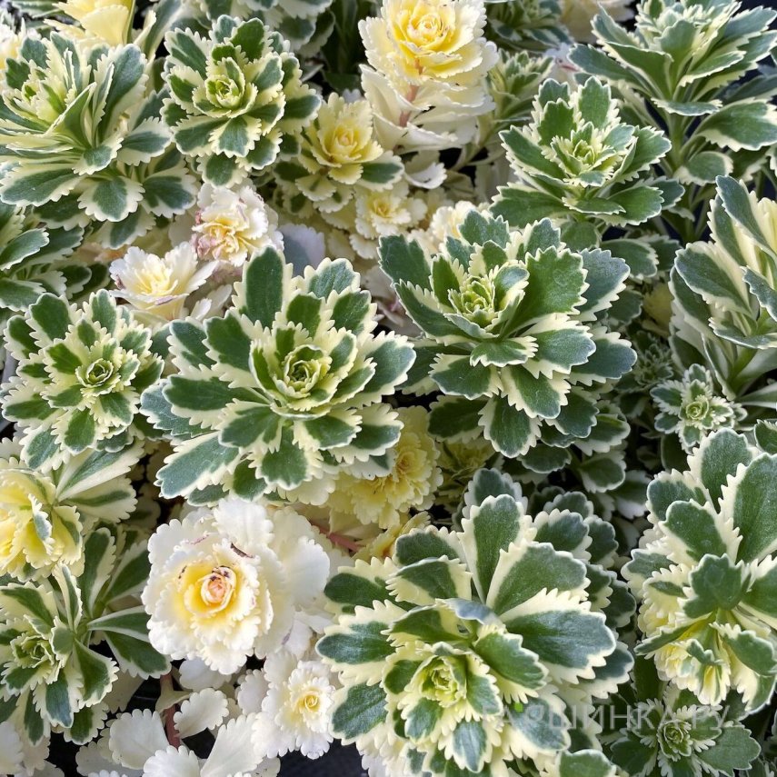 Очиток (седум) Атлантис такесимский