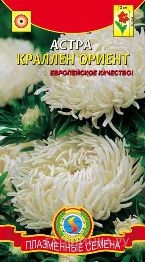 Астра Ориент Краллен 0,3 г, Плазменные семена