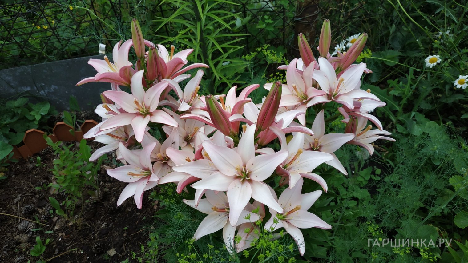 Лилия Марлен азиатская 1 шт розовая