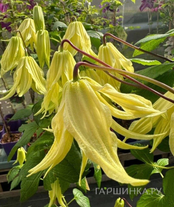 Клематис (Княжик) Голден Сюрпрайз (1)