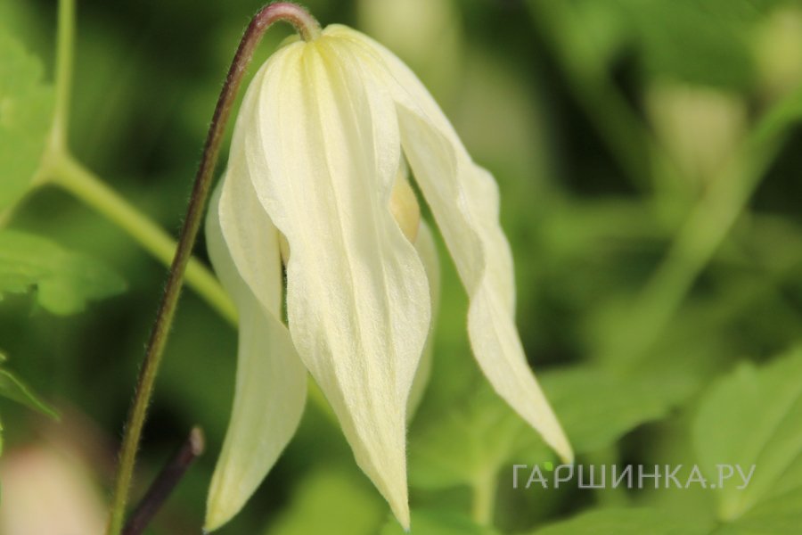 Клематис (Княжик) Лемон Бьюти (1)