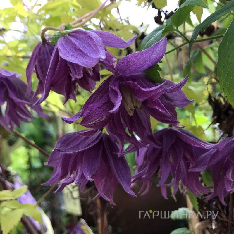 Клематис (Княжик) Люминос Даск (1)