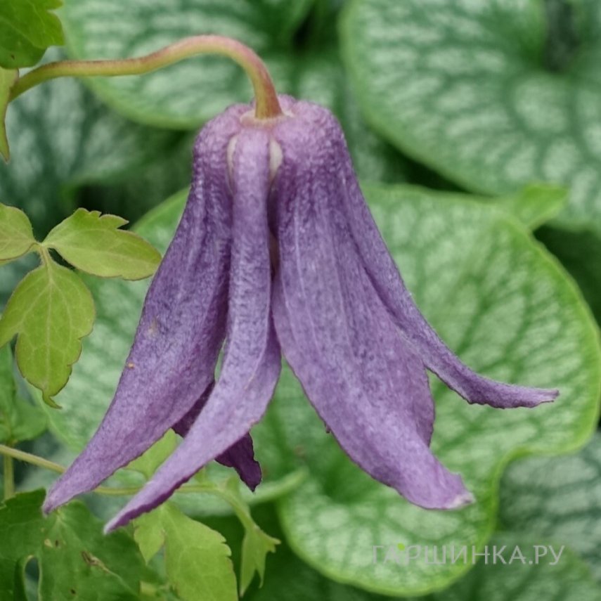 Клематис (Княжик) Виолет Лампион (1)