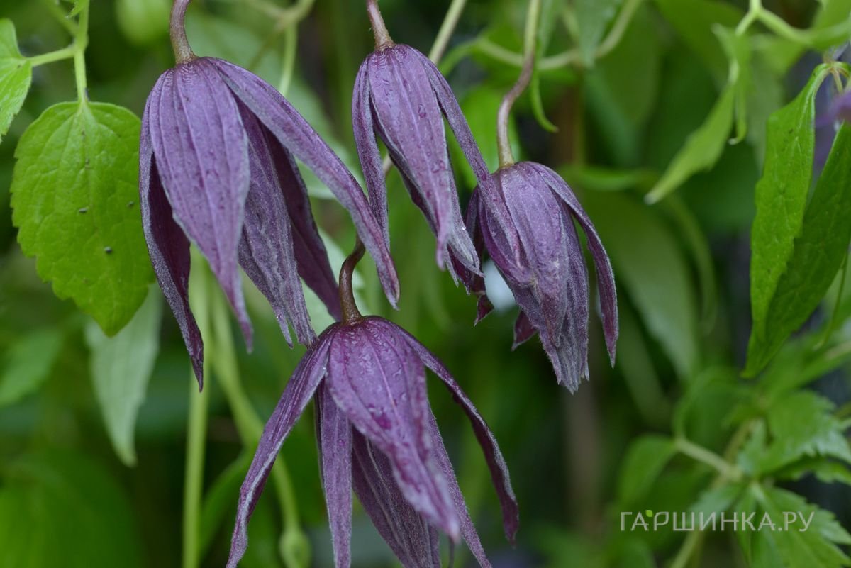 Клематис (Княжик) Виолет Сюрпрайз (1)