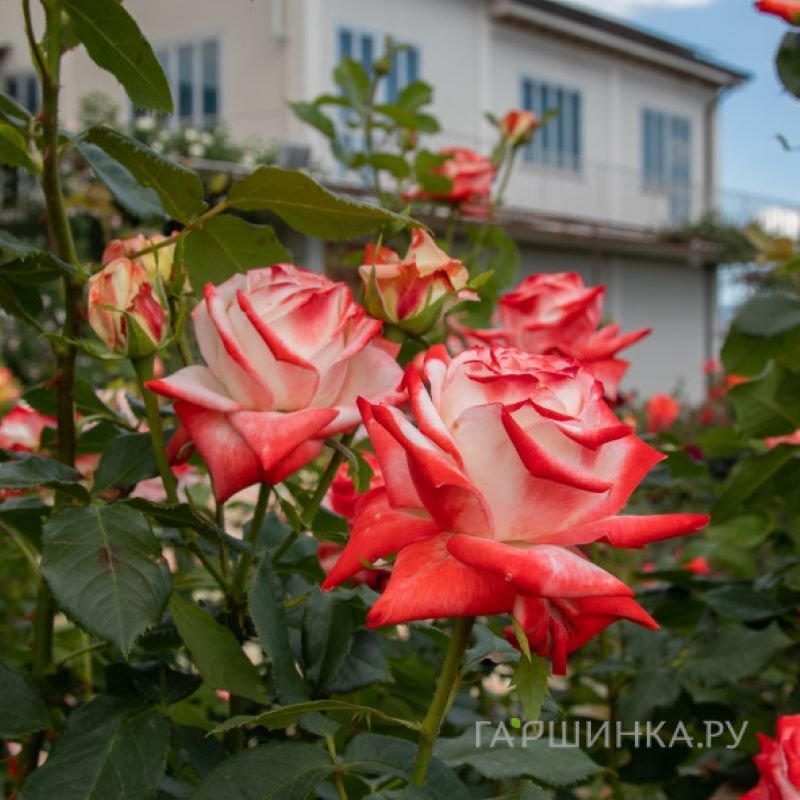 Роза Императрица Фарах