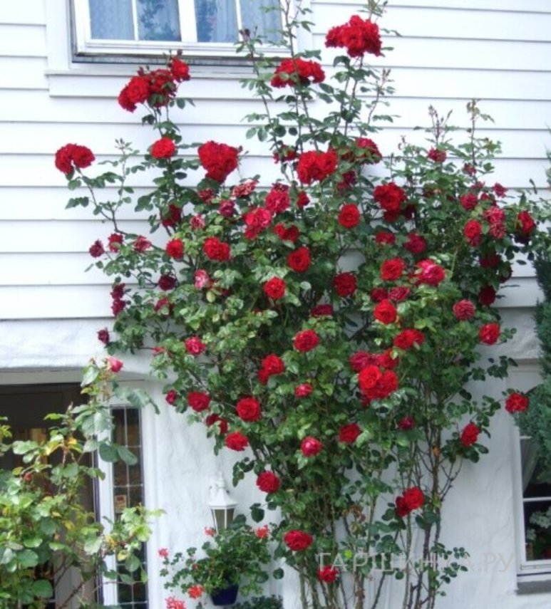 Роза Сантана плетистая