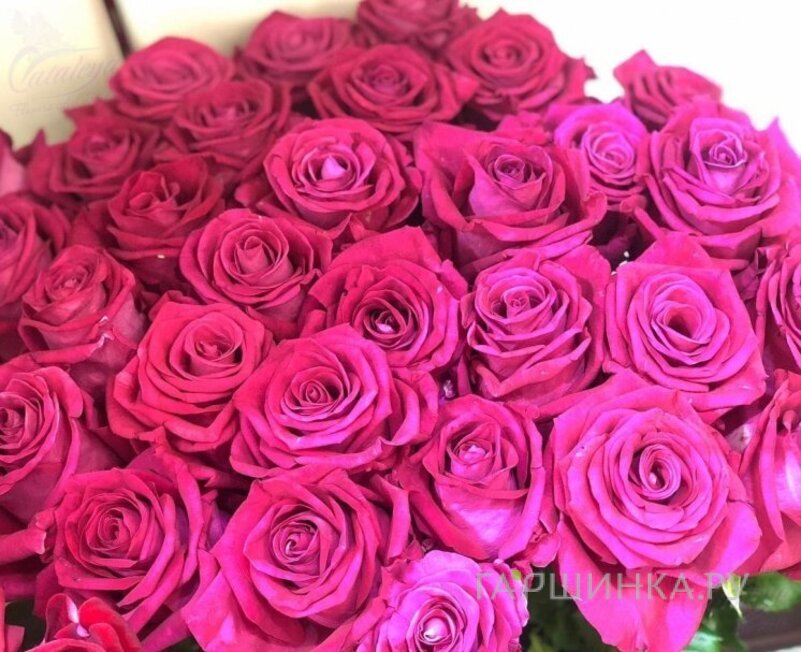 Роза Фана чайно-гибридная