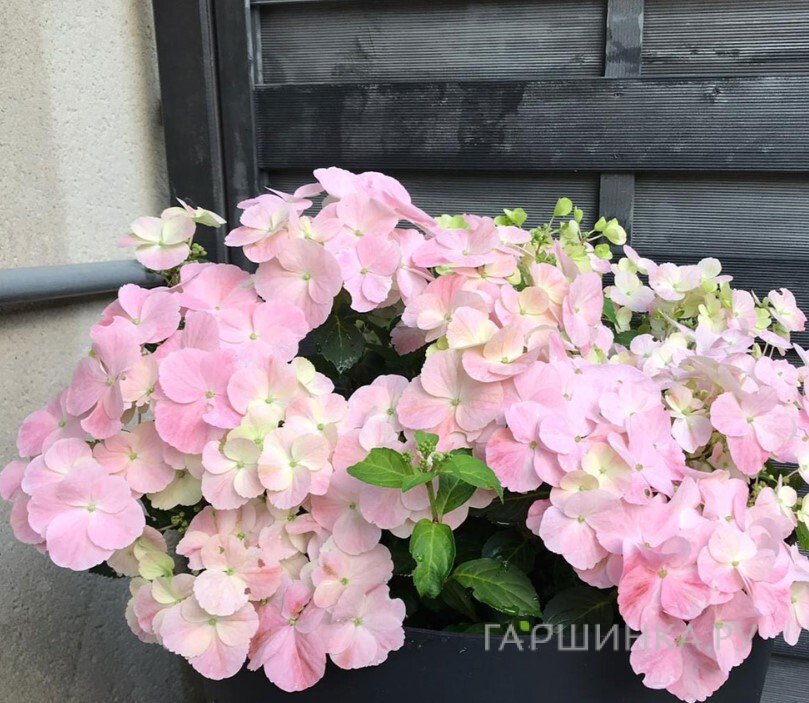 Гортензия Френч Болеро Пинк ампельная