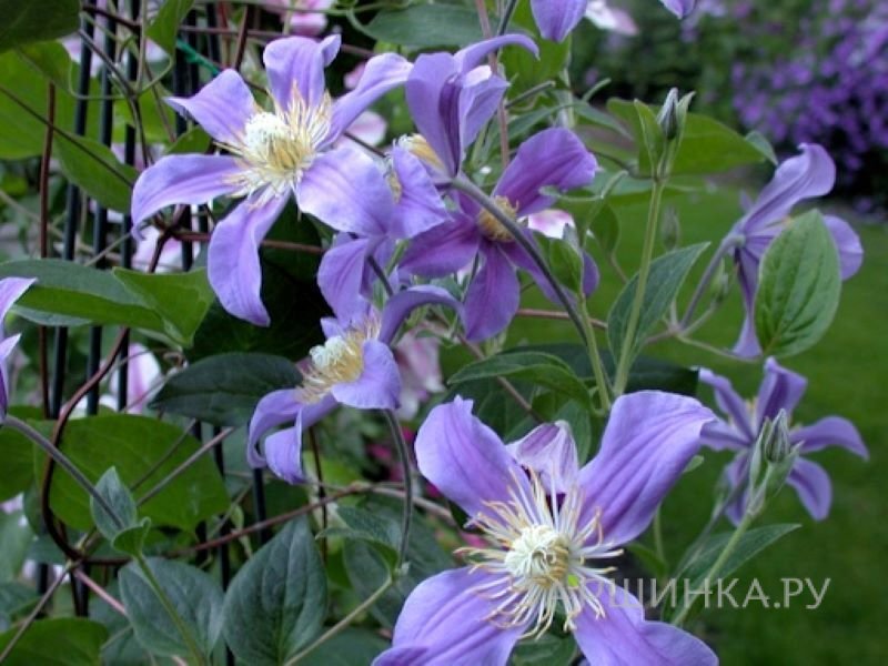 Клематис Джули (3)