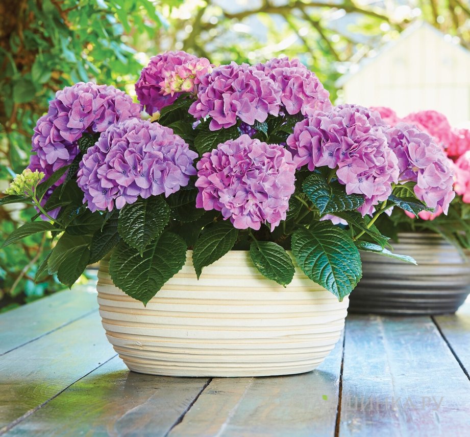 Гортензия Таблетензия Пурпл крупнолистная (макрофила)