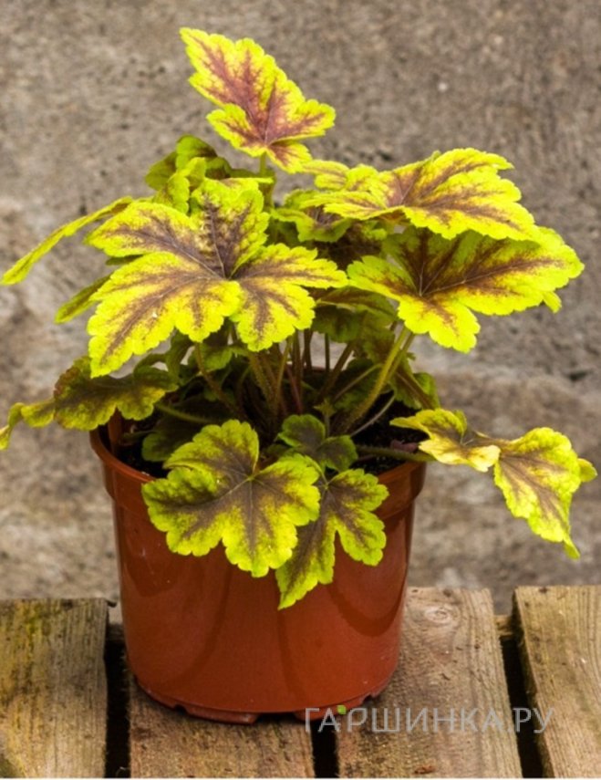 Гейхера Голден Зебра