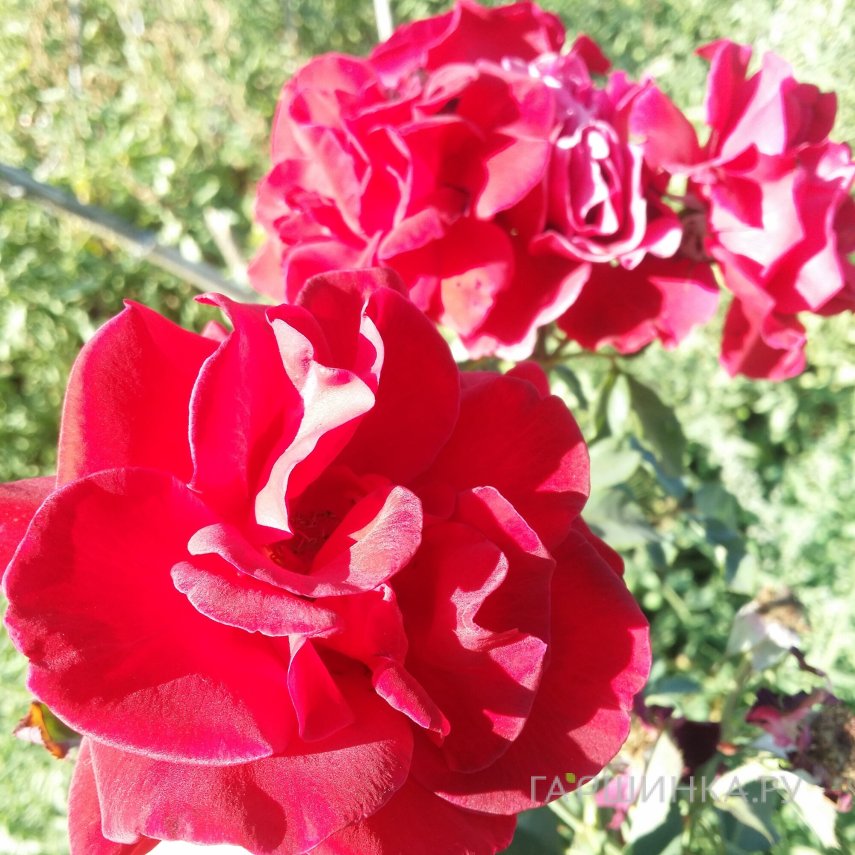 Роза Хеллоу почвопокровная