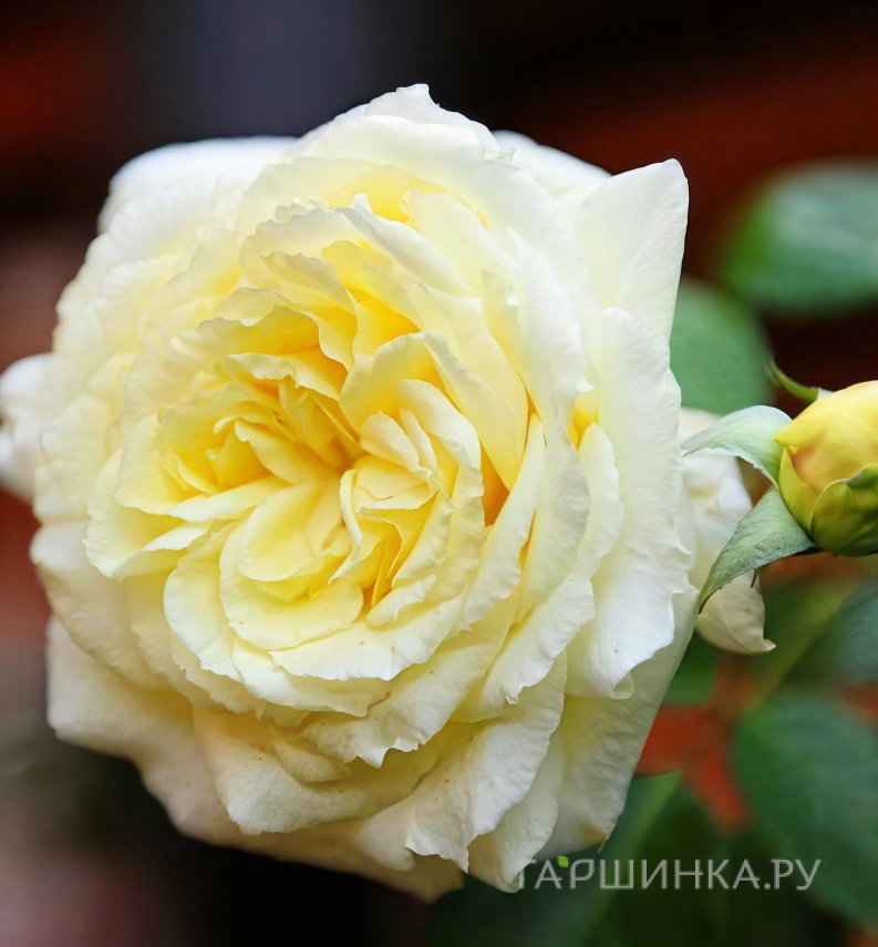 Роза Эльф плетистая