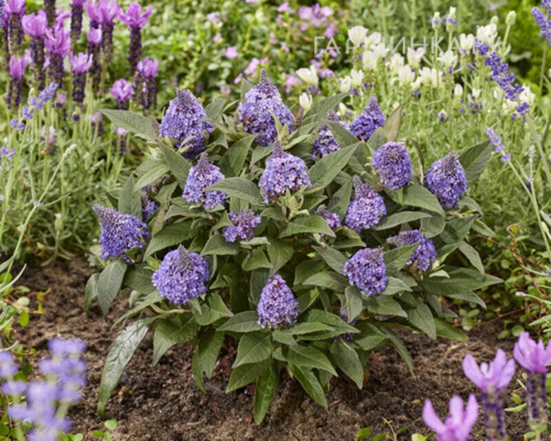 Буддлея Давида Литл Рокстарс голубая