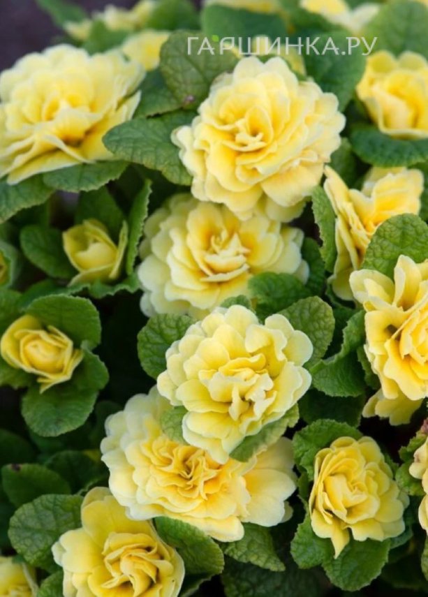 Примула Беларина Баттеркап Еллоу