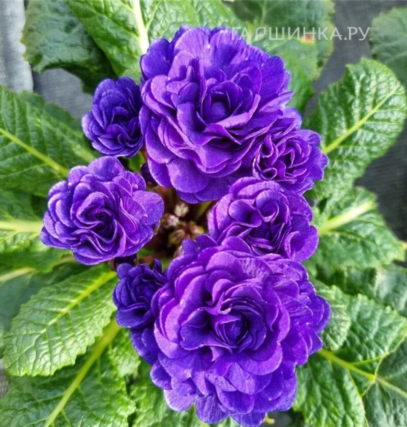 Примула Беларина Океан Блю