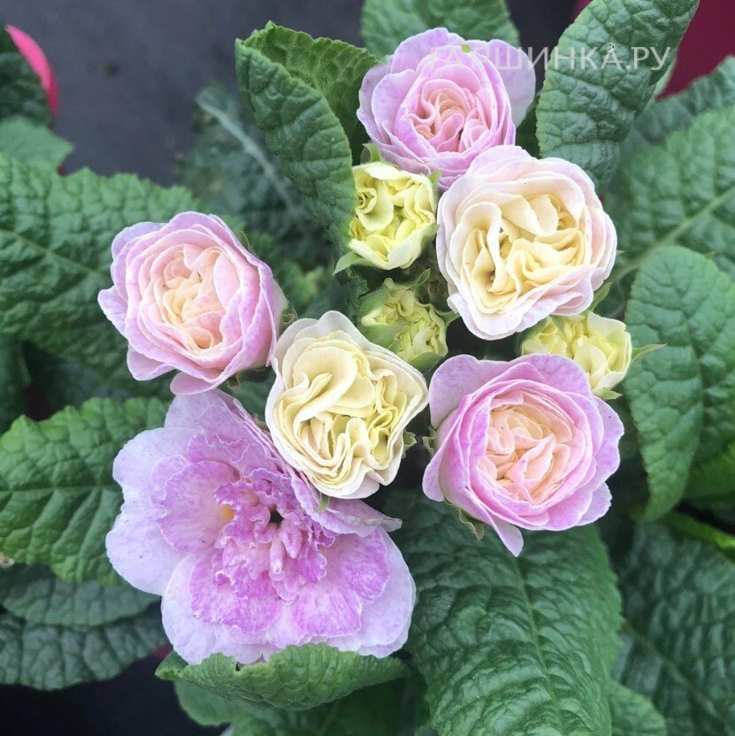 Примула Беларина Пинк Шампань