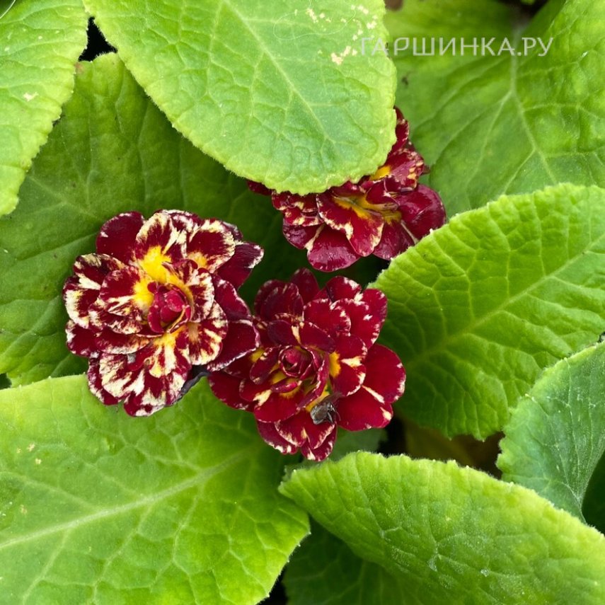 Примула Беларина Санрайз Руби