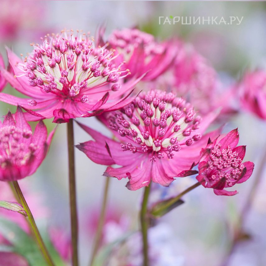 Астранция Руби Клауд