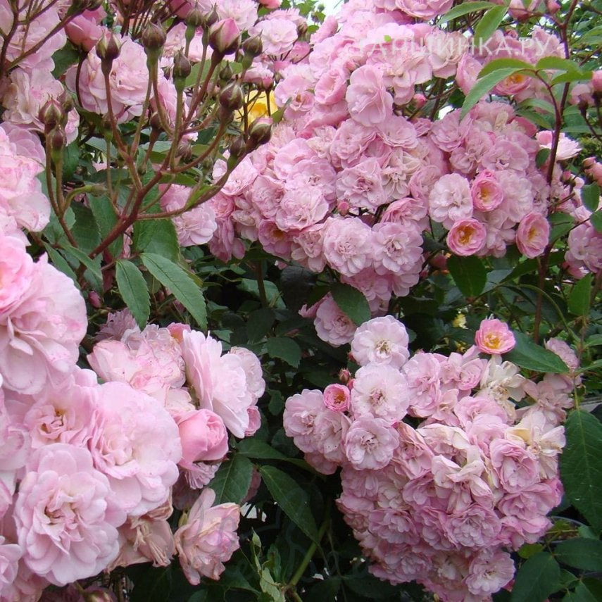 Роза Хэвенли Пинк мускусная, Ленс (лиц)