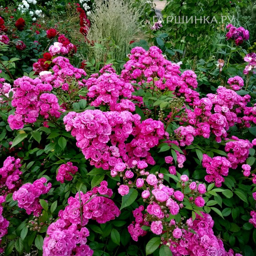 Роза Динки мускусная, Ленс (лиц)