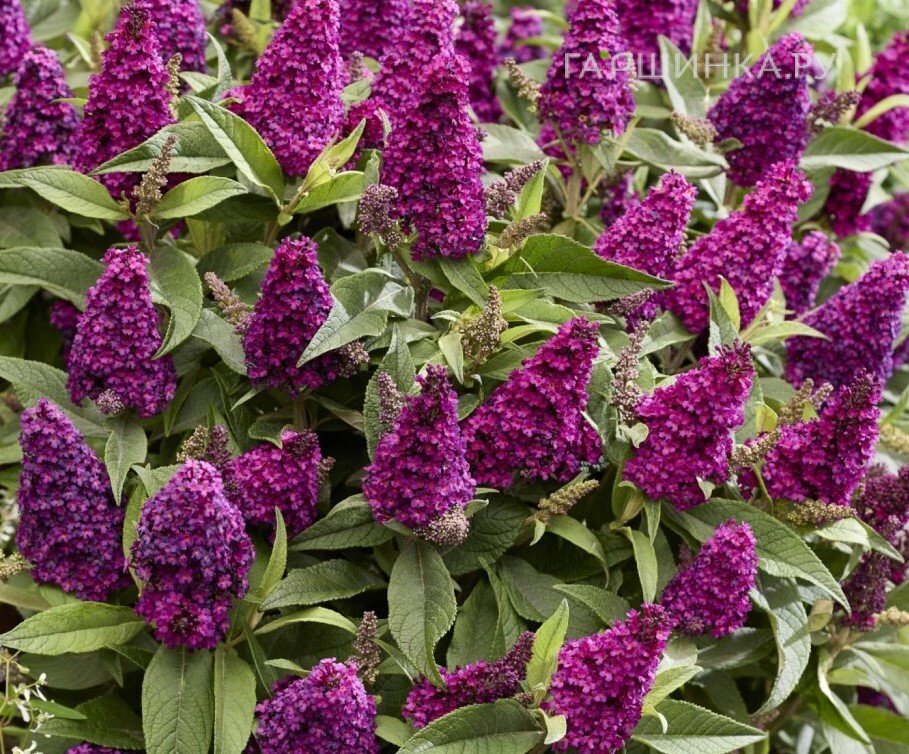 Буддлея Давида Батерфляй Литл Маджента
