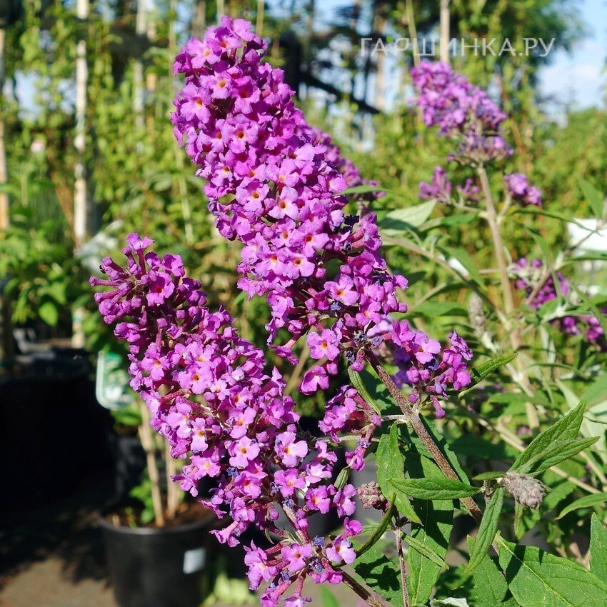 Буддлея Давида Фри Петит Дарк Пинк