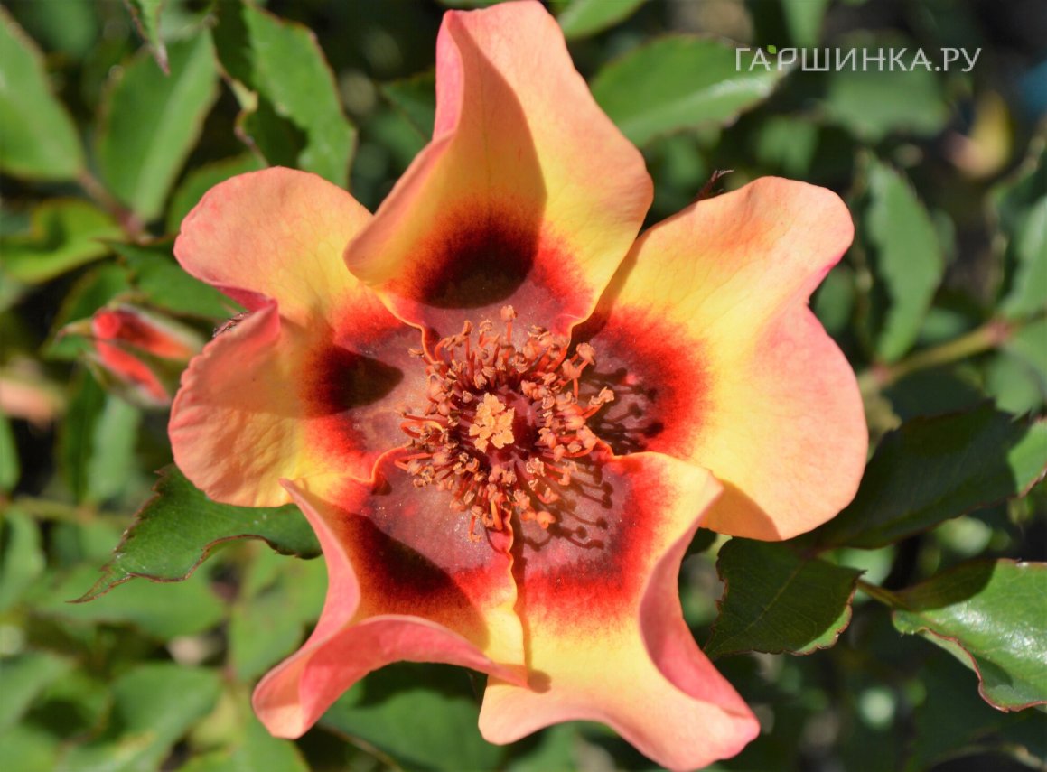 Роза Фэнси Бэбилон Айз