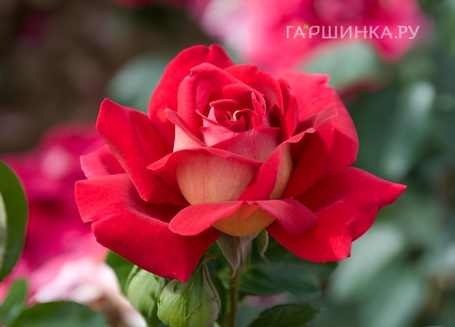 Роза Кроненбург