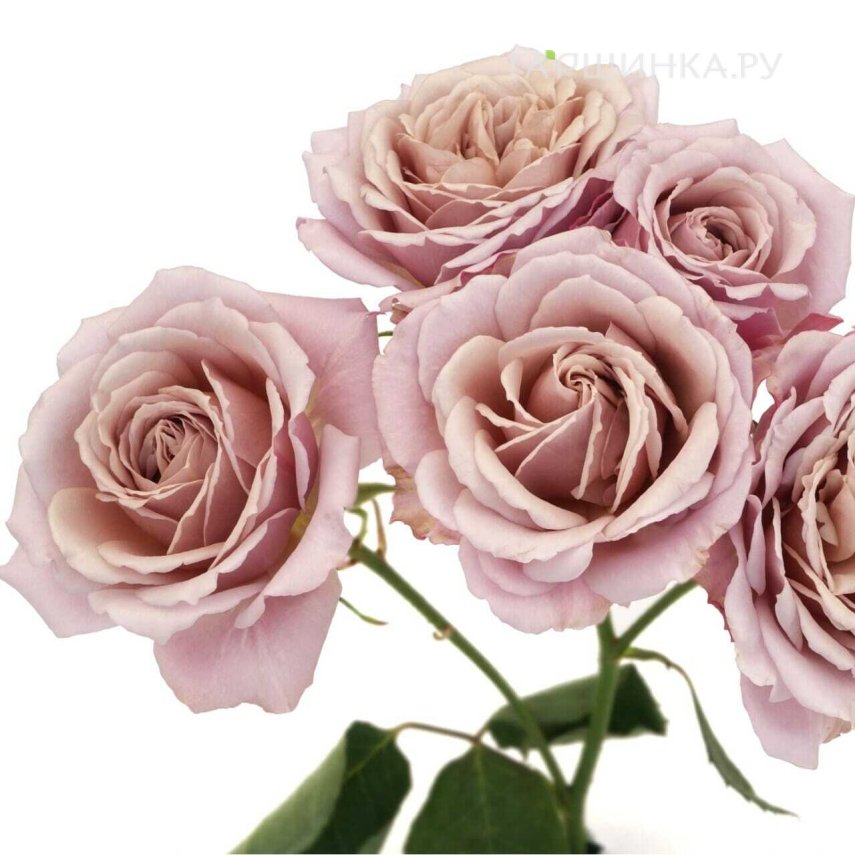 Роза Йоли спрей японская