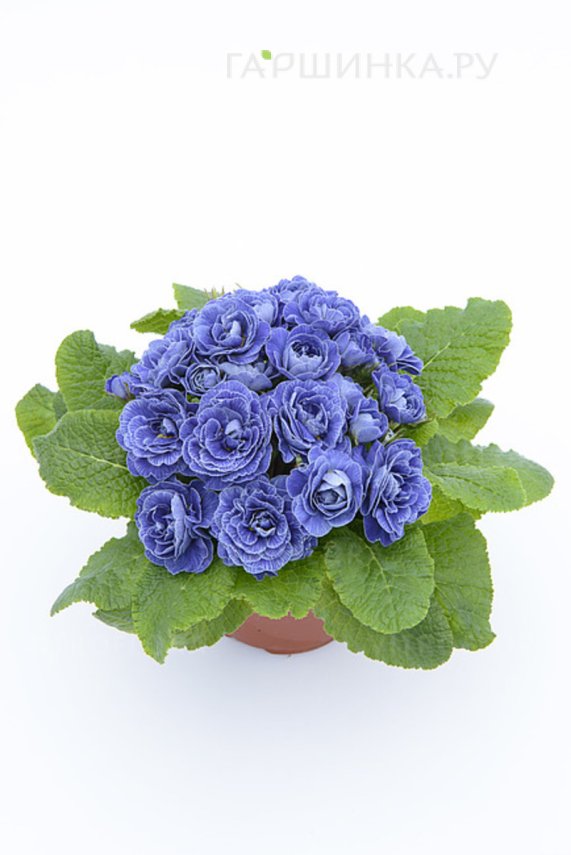 Примула Беларина Балтик Блю