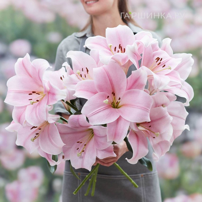 Лилия Кали ЛА-гибрид светло-розовая