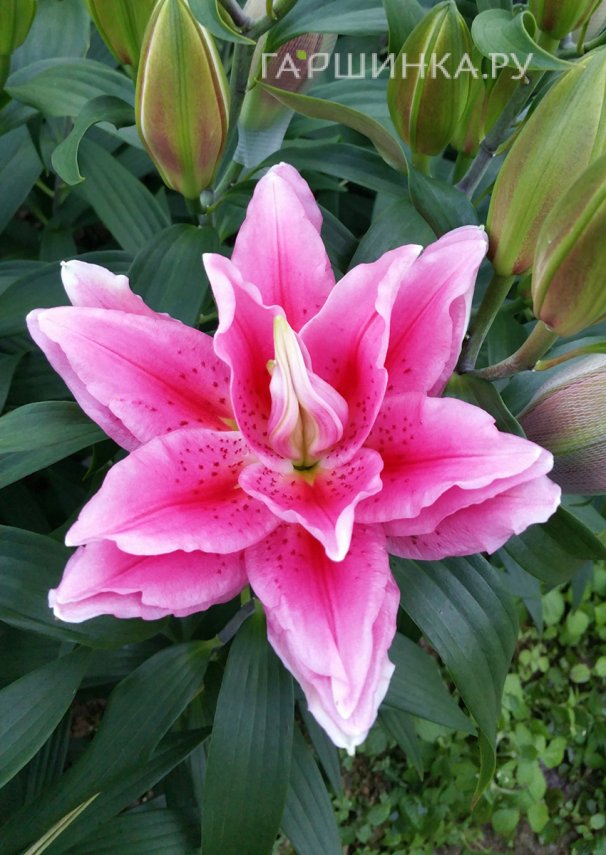 Лилия Роузлили Виола восточная махровая розовая