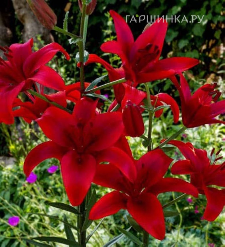 Лилия Дукати ЛА-гибрид красная