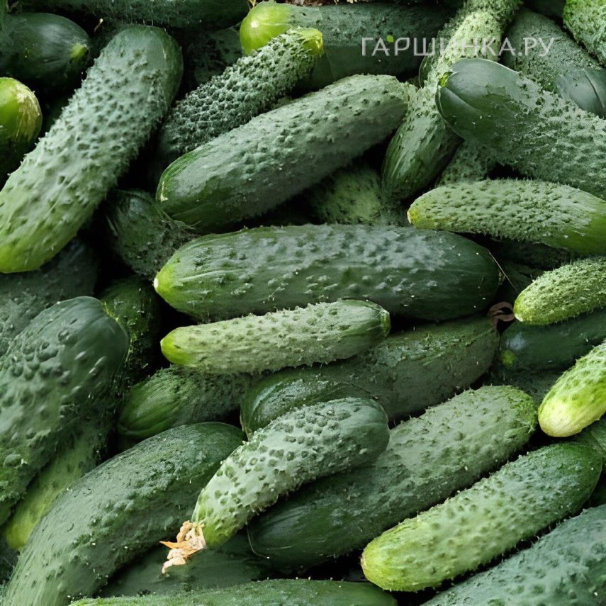 Огурец Комарик на пикули F1 ц/п 5 шт, Семена Марс