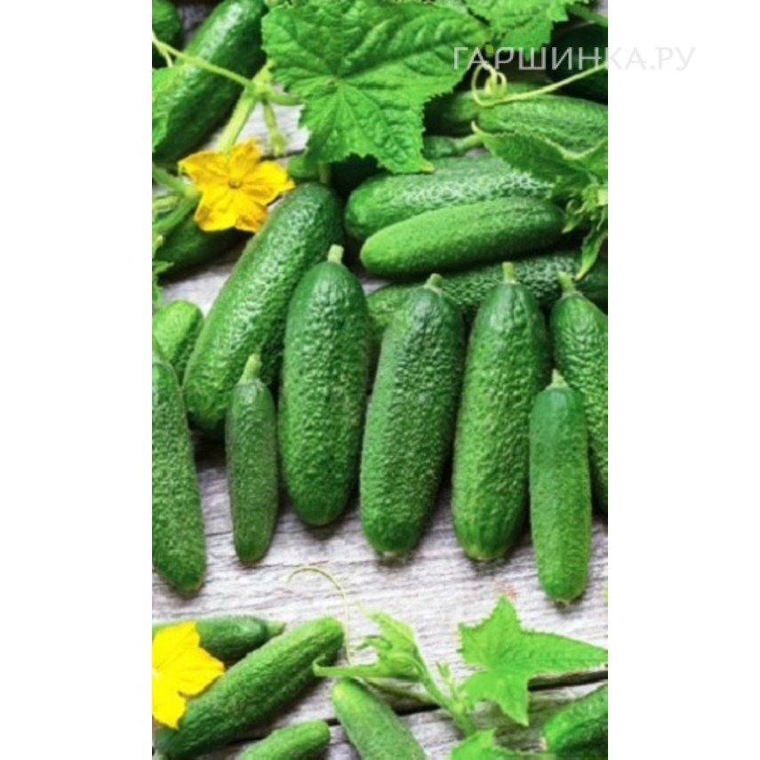Огурец Мини-мини F1 ц/п 8 шт Уральский дачник, Семена Марс