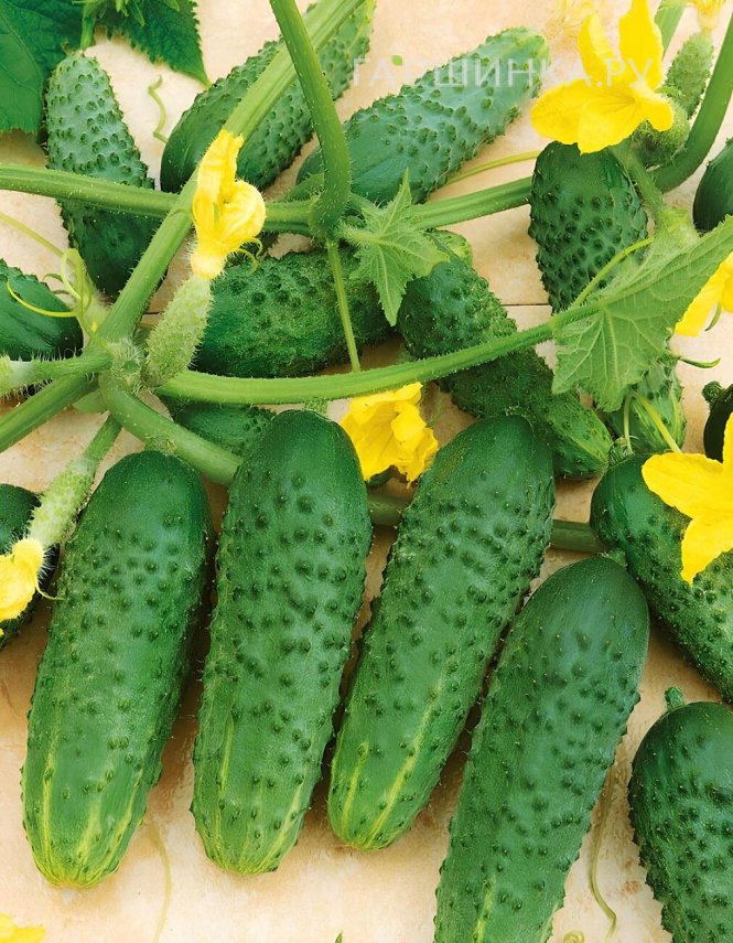 Огурец Чудо на Засол F1 ц/п Уральский дачник, Семена Марс