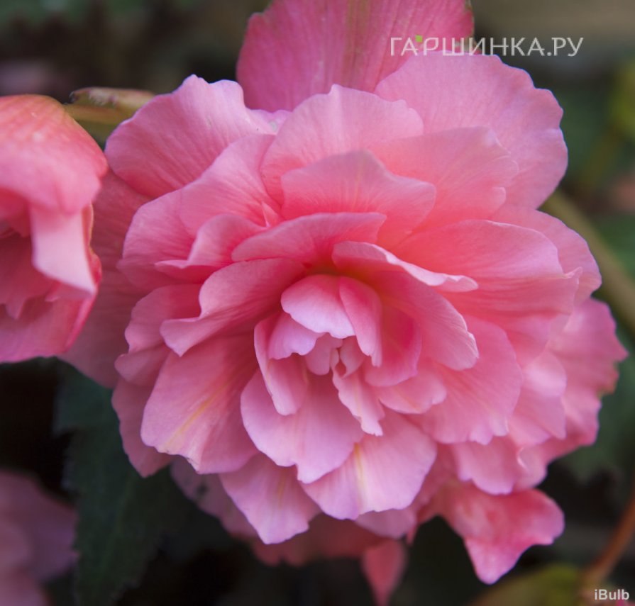 Бегония Грандифлора Пинк