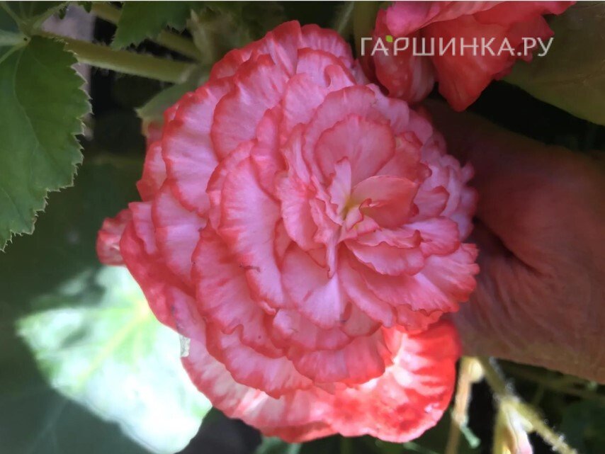 Бегония Мармората