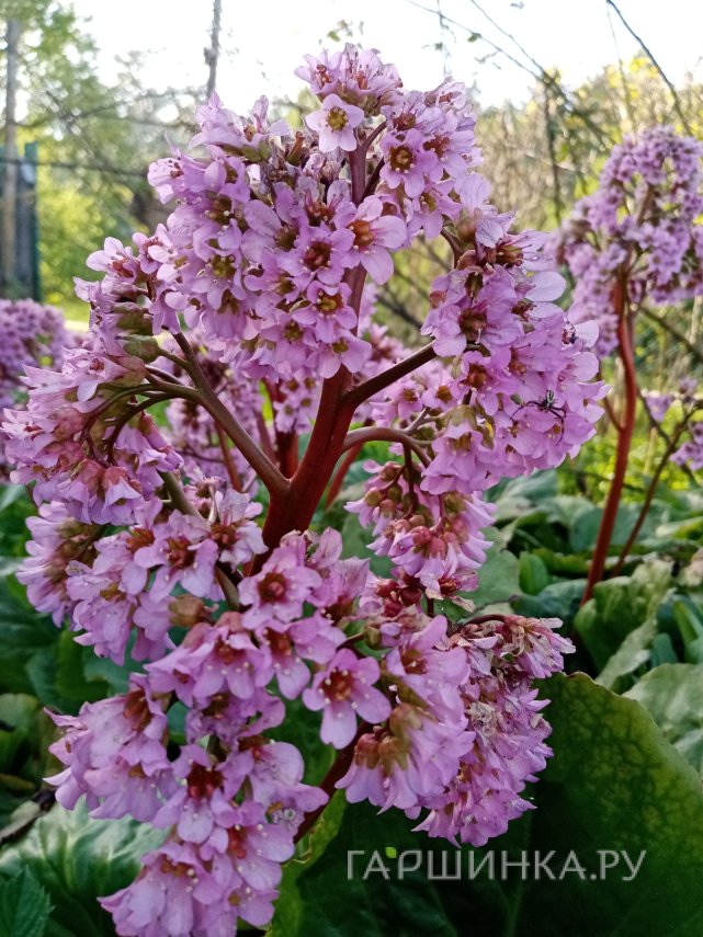 Бадан сердцелистный