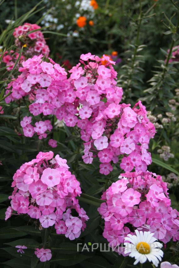 Флокс Вальс