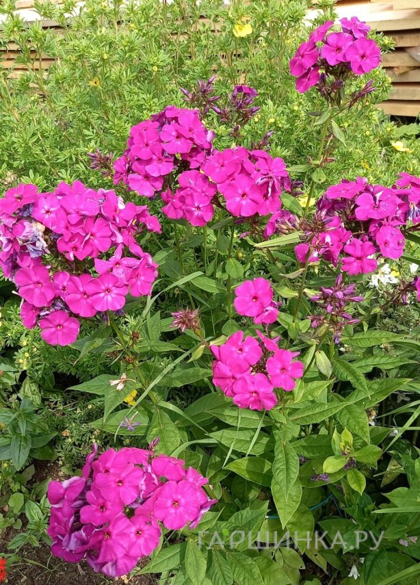 Флокс Виктория