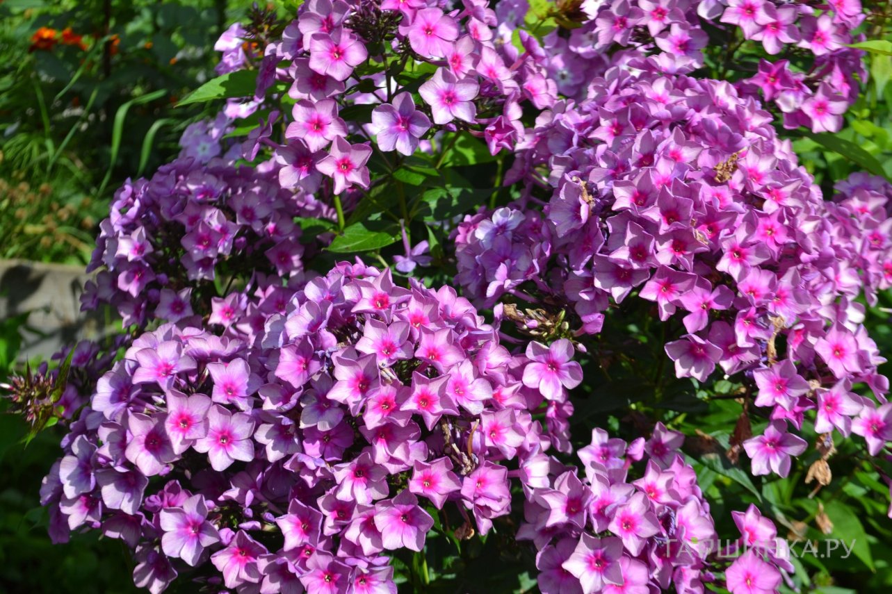 Флокс Дымчатое суфле