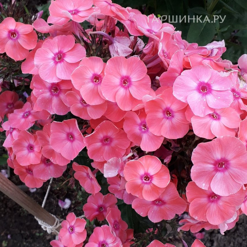 Флокс Лариса